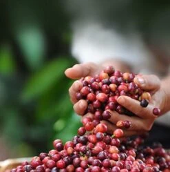 Nescafé Dolce Gusto Cortado Espresso Macchiato Capsules - 90 Koffiecups -Koffie Verkoop 1192x1200 1