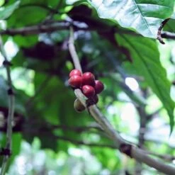 Kopi Luwak Koffie. 35 Gram Ongemalen Bonen. Direct Trade. Single Origin. The Original By Rich.Exclusive. -Koffie Verkoop 1200x1200 16