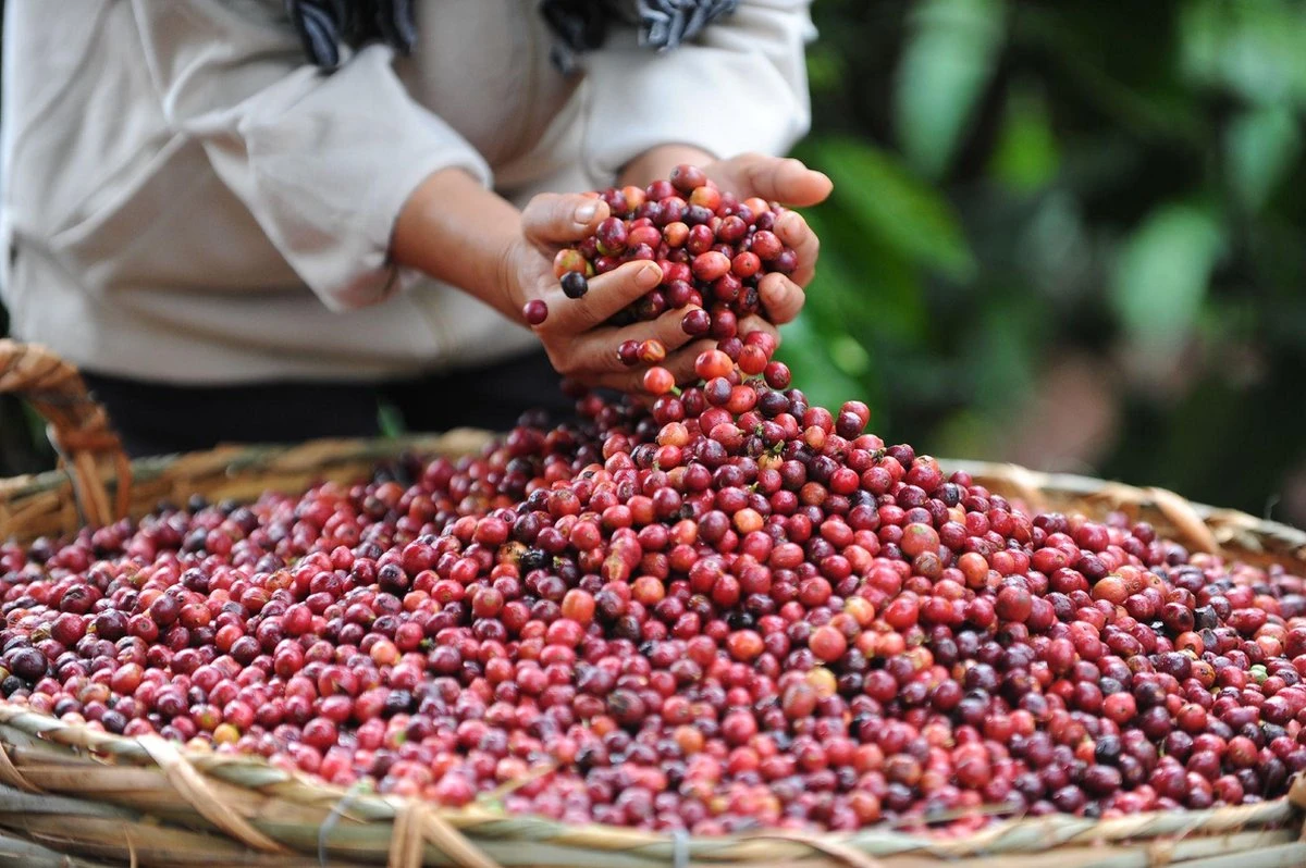 Nescafé Gold Espresso Oploskoffie - 6 Potten à 100 Gram 6 Nescafé Gold Espresso Oploskoffie - 6 Potten à 100 Gram - Afbeelding 6