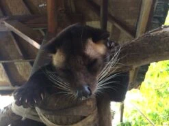 Kopi Luwak Koffie. 35 Gram Ongemalen Bonen. Direct Trade. Single Origin. The Original By Rich.Exclusive. -Koffie Verkoop 1200x900 1