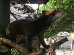 Kopi Luwak Koffie. 35 Gram Ongemalen Bonen. Direct Trade. Single Origin. The Original By Rich.Exclusive. -Koffie Verkoop 1200x900