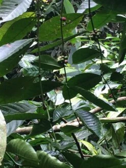 Kopi Luwak Koffie. 35 Gram Ongemalen Bonen. Direct Trade. Single Origin. The Original By Rich.Exclusive. -Koffie Verkoop 900x1200 1